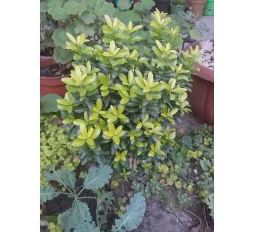  Бересклет японський (Euonymus japonicus) "Microphyllus"